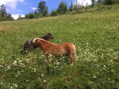 Apartment Ferienwohnung #4 mit 2 Schlafzimmern für bis zu 7 Personen - Environment photo 25