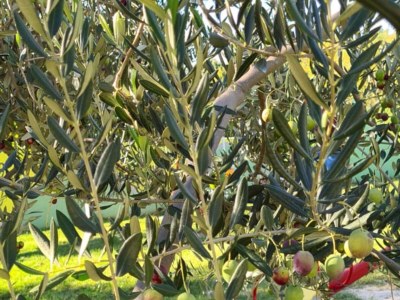 Villa Villa Popovića Dvori - Six Bedroom Villa with Pool - Outdoor photo 8