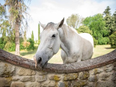 Apartment Apartment in Laterina with garden - Outdoor photo 31