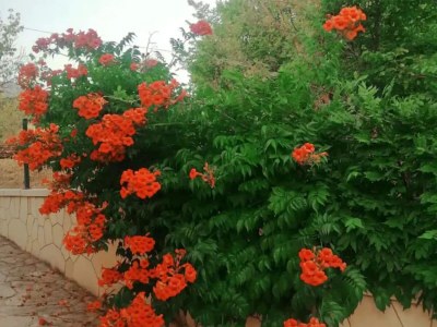 Villa Three Bedroom Villa With Private Pool - Outdoor photo 16