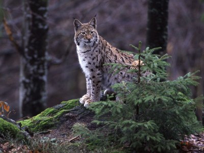 Holiday apartment Schwarzenberger - Environment photo 29