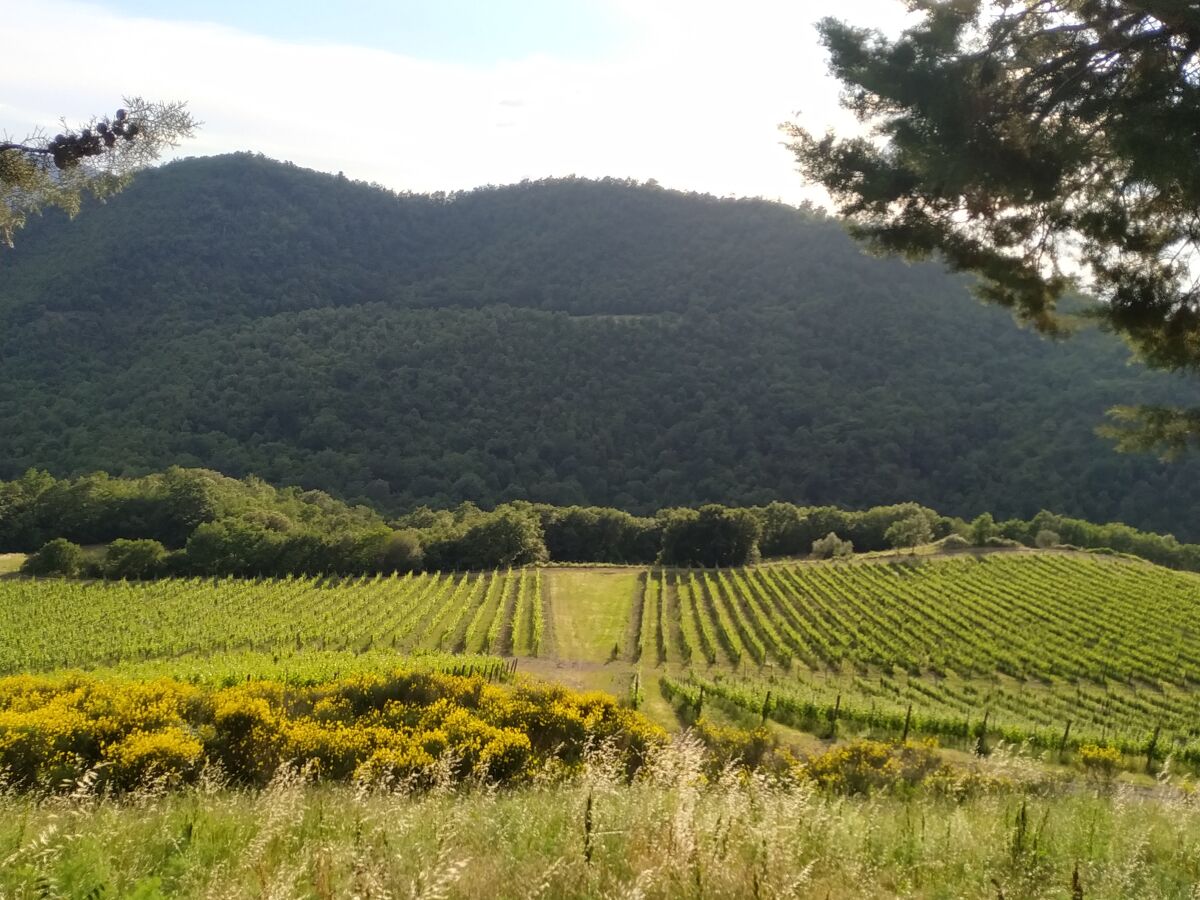 Holiday house Ciliegio - vista vigneti - Outdoor photo 3