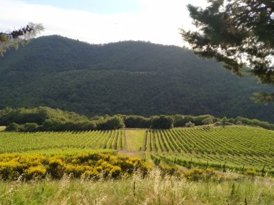 Holiday house Ciliegio - vista vigneti - Outdoor photo 3