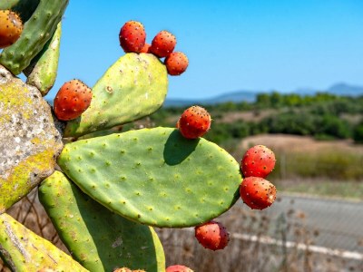 Apartment SA FRANQUESA VELLA - PREMIUM - Outdoor photo 17