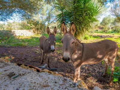 Villa CALDERITX - Outdoor photo 6