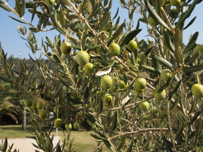 Apartment Two bedroom apartment with terrace and sea view Palit, Rab A-3212-c - Outdoor photo 17