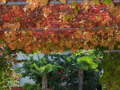 Apartment Two bedroom apartment near beach Kustići, Pag A-9360-c - Outdoor photo 8