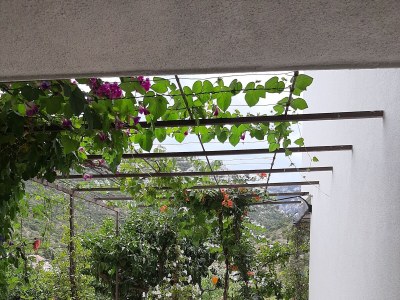 Apartment Two bedroom apartment with terrace Trpanj, Pelješac A-11545-b - Outdoor photo 14