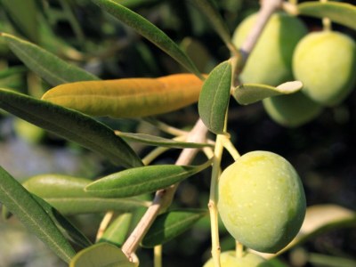 Apartment Two bedroom apartment near beach Ugljan A-846-b - Outdoor photo 12