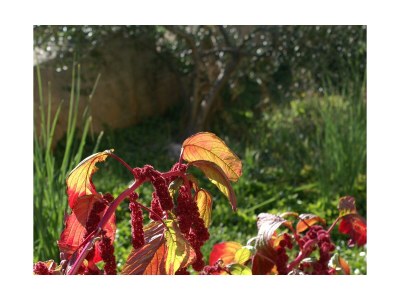 Apartment Two bedroom apartment near beach Ugljan A-846-b - Outdoor photo 13