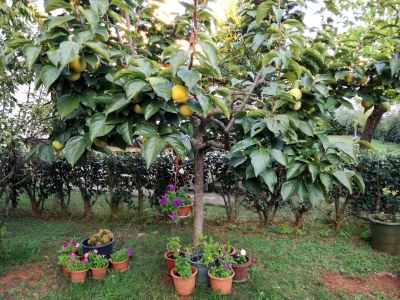 Apartment Two bedroom apartment with terrace Poreč A-19657-b - Outdoor photo 10