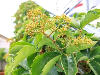 Apartment Studio flat with terrace and sea view Brela, Makarska AS-19998-b - Outdoor photo 15