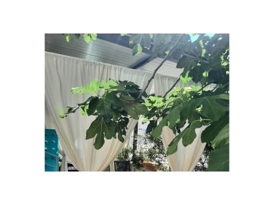 Apartment One bedroom apartment with terrace Zaton, Zadar A-24003-a - Outdoor photo 24