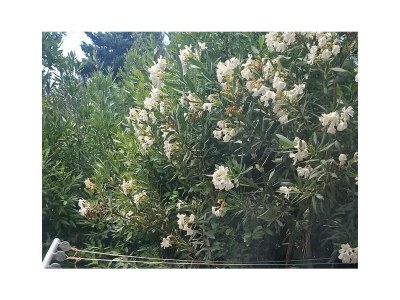 Apartment Two bedroom apartment near beach Ribarica, Karlobag A-25024-a - Outdoor photo 13