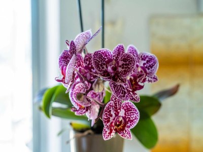 Apartment Apartment Dorica - Two Bedroom Apartment with Terrace - Outdoor photo 42