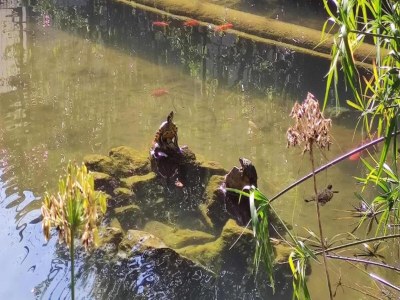 Holiday park Schattiger Rückzugsort am Strand - Outdoor photo 18