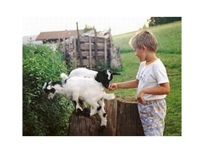 Holiday apartment Family- friendly holiday apartment at the bavarian forest - Outdoor photo 10