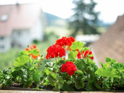 Holiday apartment Allgaier 1 - Outdoor photo 6