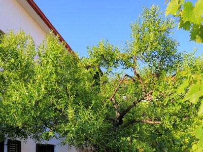 Apartment One bedroom apartment with terrace Okrug Gornji, Čiovo A-1107-b - Outdoor photo 9