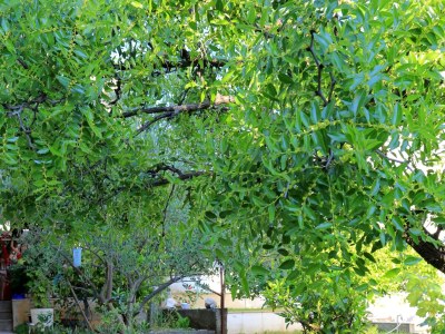 Apartment One bedroom apartment with terrace Okrug Gornji, Čiovo A-1107-b - Outdoor photo 10