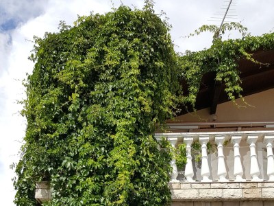 Apartment One bedroom apartment with terrace Vir A-20723-b - Outdoor photo 3