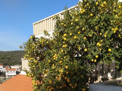 Apartment Three bedroom apartment with terrace and sea view Zavalatica, Korčula A-545-a - Outdoor photo 8