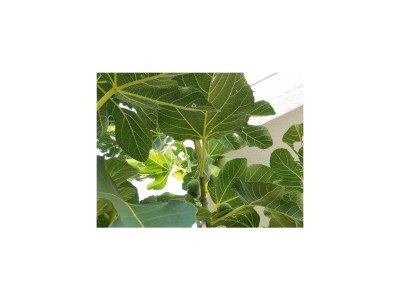 Apartment One bedroom apartment with terrace and sea view Podaca, Makarska A-6875-b - Outdoor photo 9