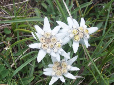 Holiday apartment Nr. 1 Soiern - Environment photo 33