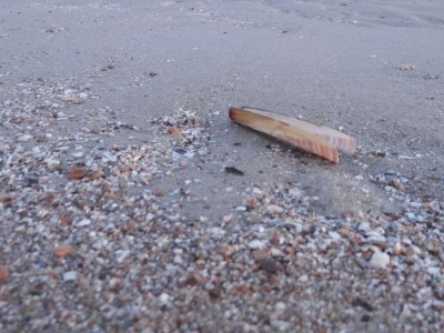 Holiday apartment Koppejan 1A - Environment photo 24