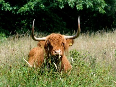 Holiday park Luxus-Lodge in Twente mit Wiesenblick - Environment photo 24