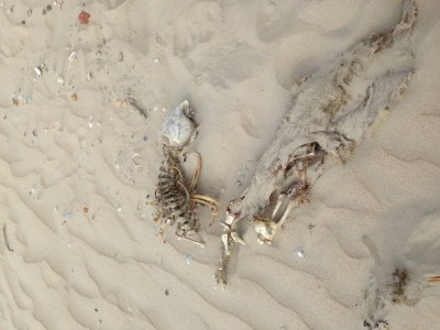 Holiday apartment auf dem Alten Gulfhof - Environment photo 30