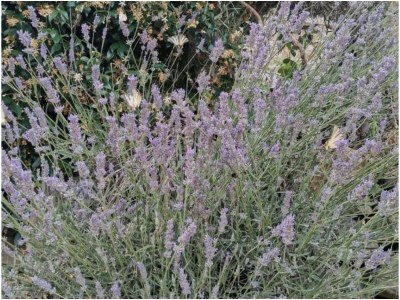 Holiday house Lepri House - Outdoor photo 8