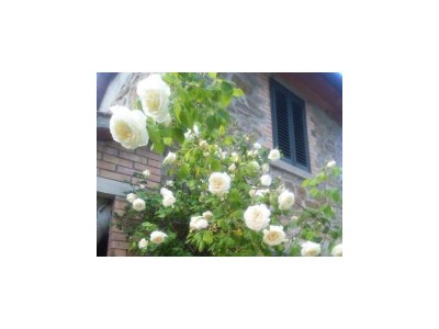 Holiday house Lepri House - Outdoor photo 9