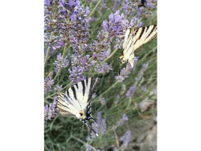 Holiday house Lepri House - Environment photo 29