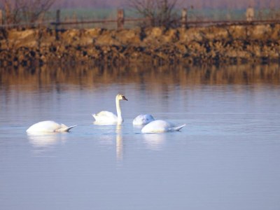 Holiday park Mobilheim im Po-Delta mit Strandzugang - Environment photo 30
