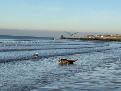 Holiday apartment Just a stone's throw from the beach - Environment photo 32