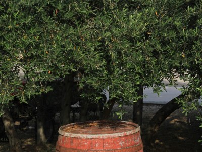 Apartment Two bedroom apartment with terrace and sea view Kraj, Pašman A-331-c - Outdoor photo 8