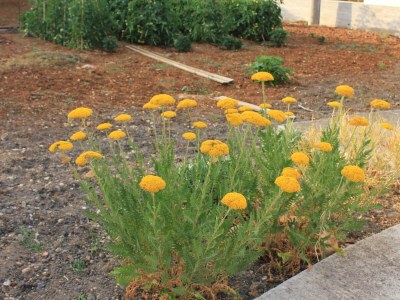 Apartment Two bedroom apartment with terrace and sea view Kraj, Pašman A-331-c - Outdoor photo 10