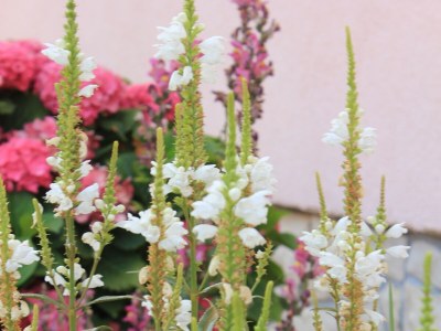 Apartment Two bedroom apartment with terrace and sea view Kraj, Pašman A-331-c - Outdoor photo 11