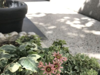 Apartment One bedroom apartment with terrace Primošten A-19232-b - Outdoor photo 10