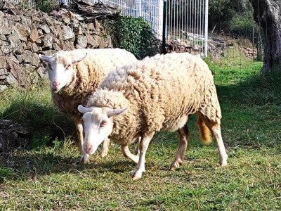 Holiday house Charming holiday home with swimming pool. - Environment photo 22