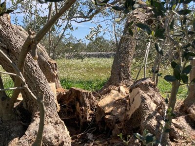 Holiday house Adriatic Heritage Glamping on Island - Environment photo 32