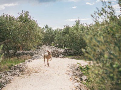 Holiday house Adriatic Heritage Glamping on Island - Environment photo 33