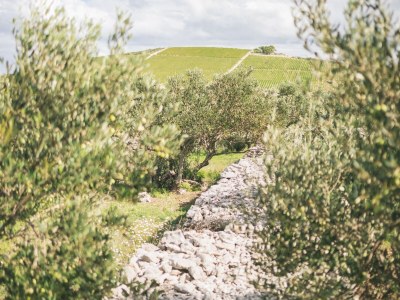 Holiday house Adriatic Heritage Glamping on Island - Environment photo 34