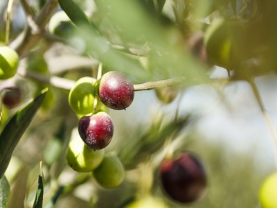 Holiday house Adriatic Heritage Glamping on Island - Outdoor photo 53