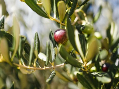Holiday house Adriatic Heritage Glamping on Island - Outdoor photo 55