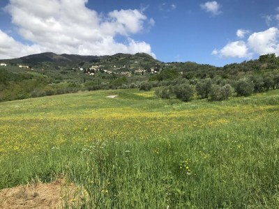 Farmhouse Apartment in Tuscany with Pool and Lucca Views - Environment photo 58