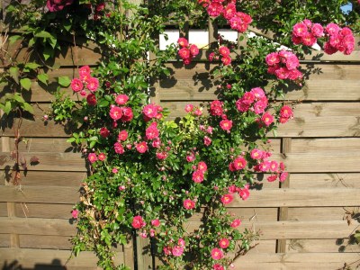 Holiday house Hennig - Outdoor photo 9