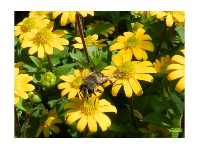 Holiday house Hennig - Outdoor photo 10