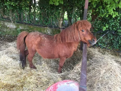 Apartment Wohnung in Manerba am Gardasee - Outdoor photo 40